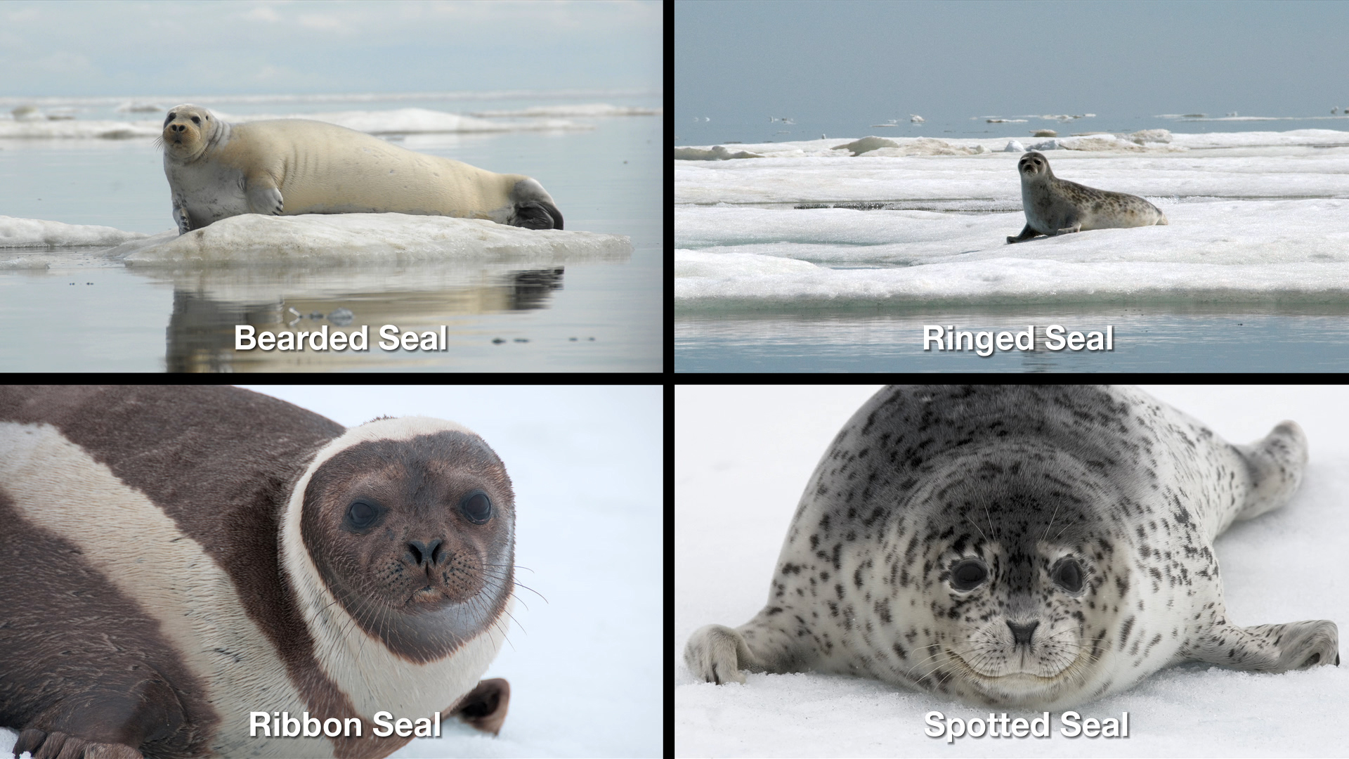 NOAA Fisheries Alaska Celebrates Seal Week | NOAA Fisheries