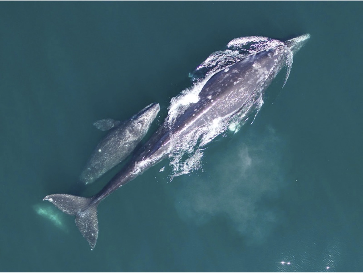 Gray Whale Condition and Calf Production | NOAA Fisheries