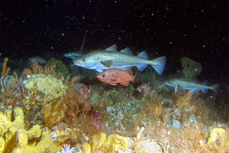 Nose Bots in Alaska's Species, Alaska Department of Fish and Game