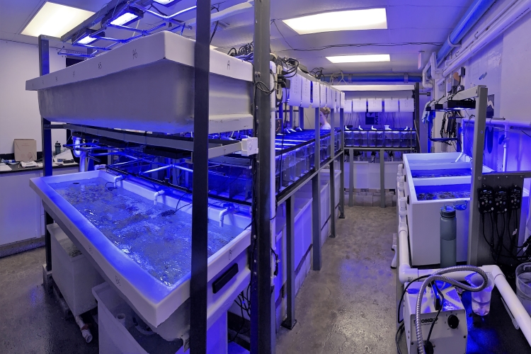 A Growing Facility to Leverage Coral Science | NOAA Fisheries