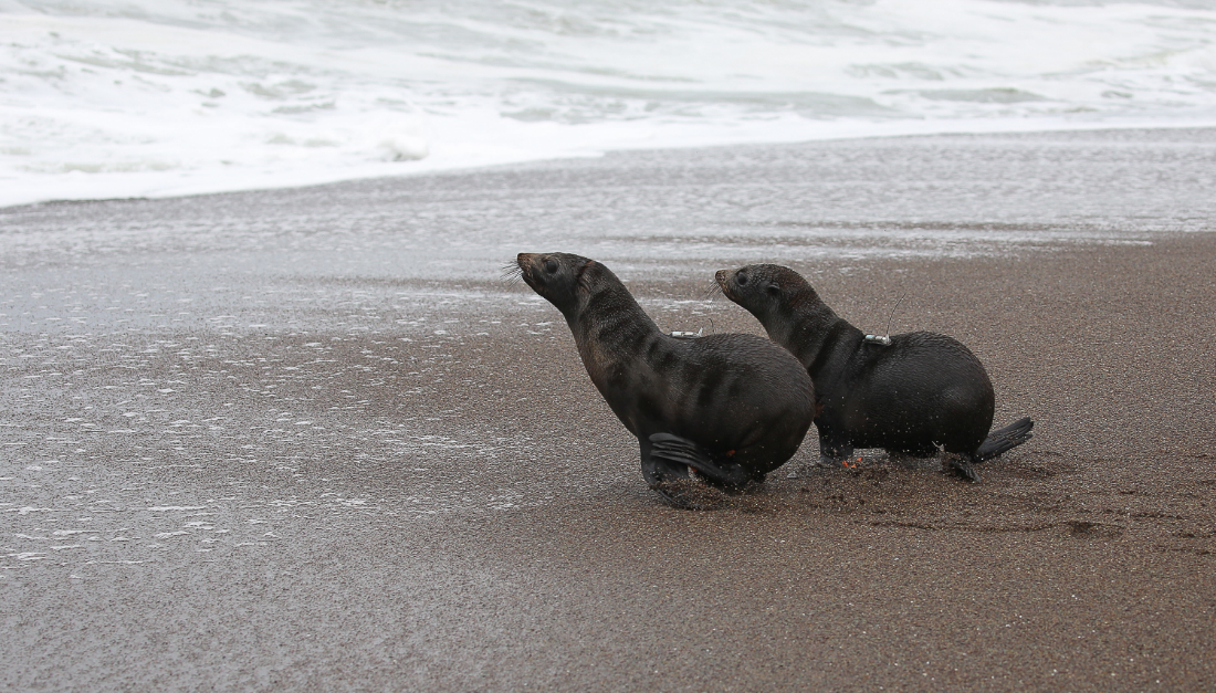 NOAA Fisheries Partners in the Spotlight: The Working Group on Marine