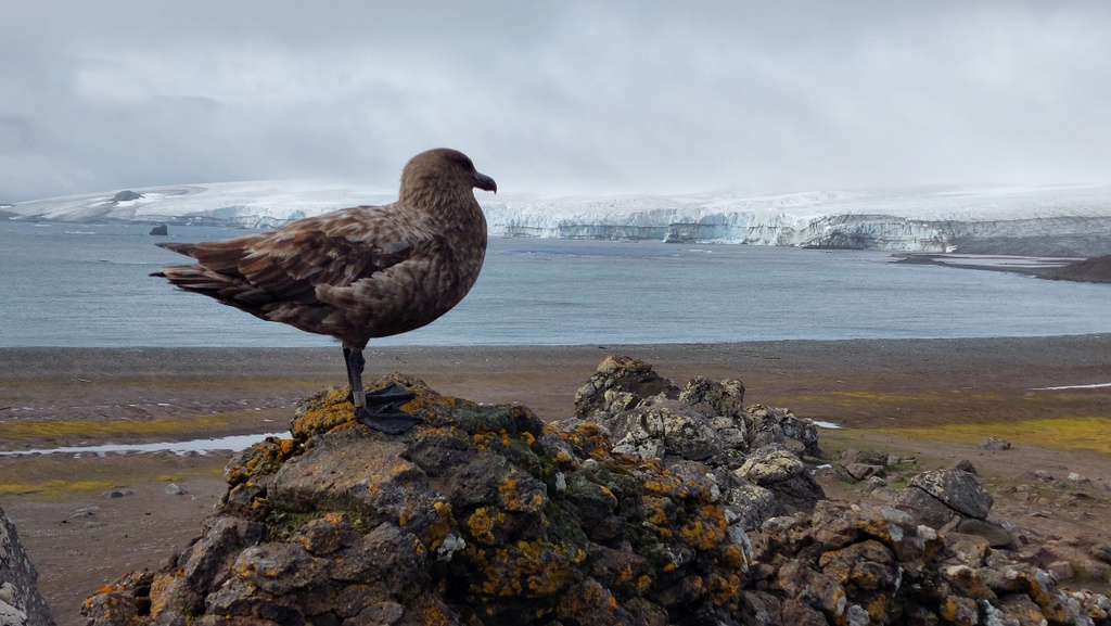 Cape Shirreff Situation Reports 2022/2023 | NOAA Fisheries