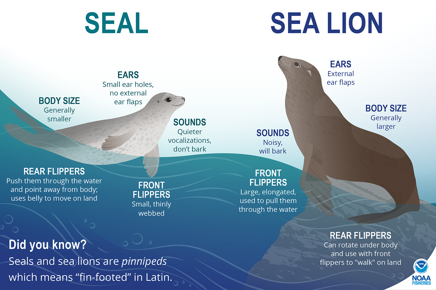 walrus vs sea lion vs seal
