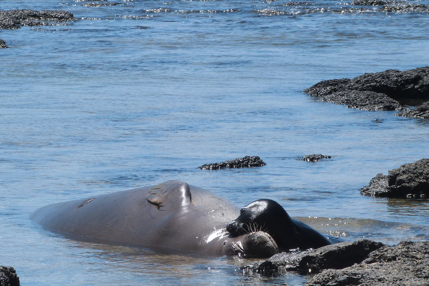 Meet Some Of Our Hawaiian Monk Seal Matriarchs | NOAA Fisheries