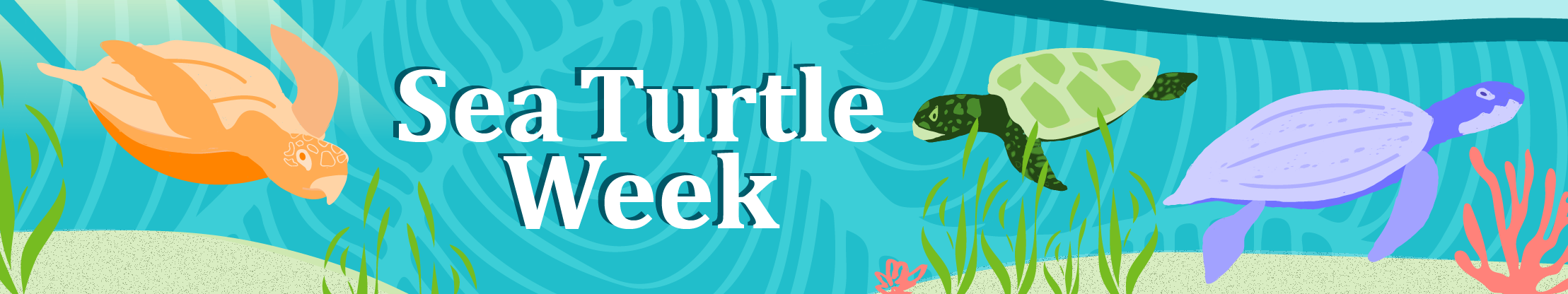 Illustrated swimming sea turtles on banner for Sea Turtle Week 