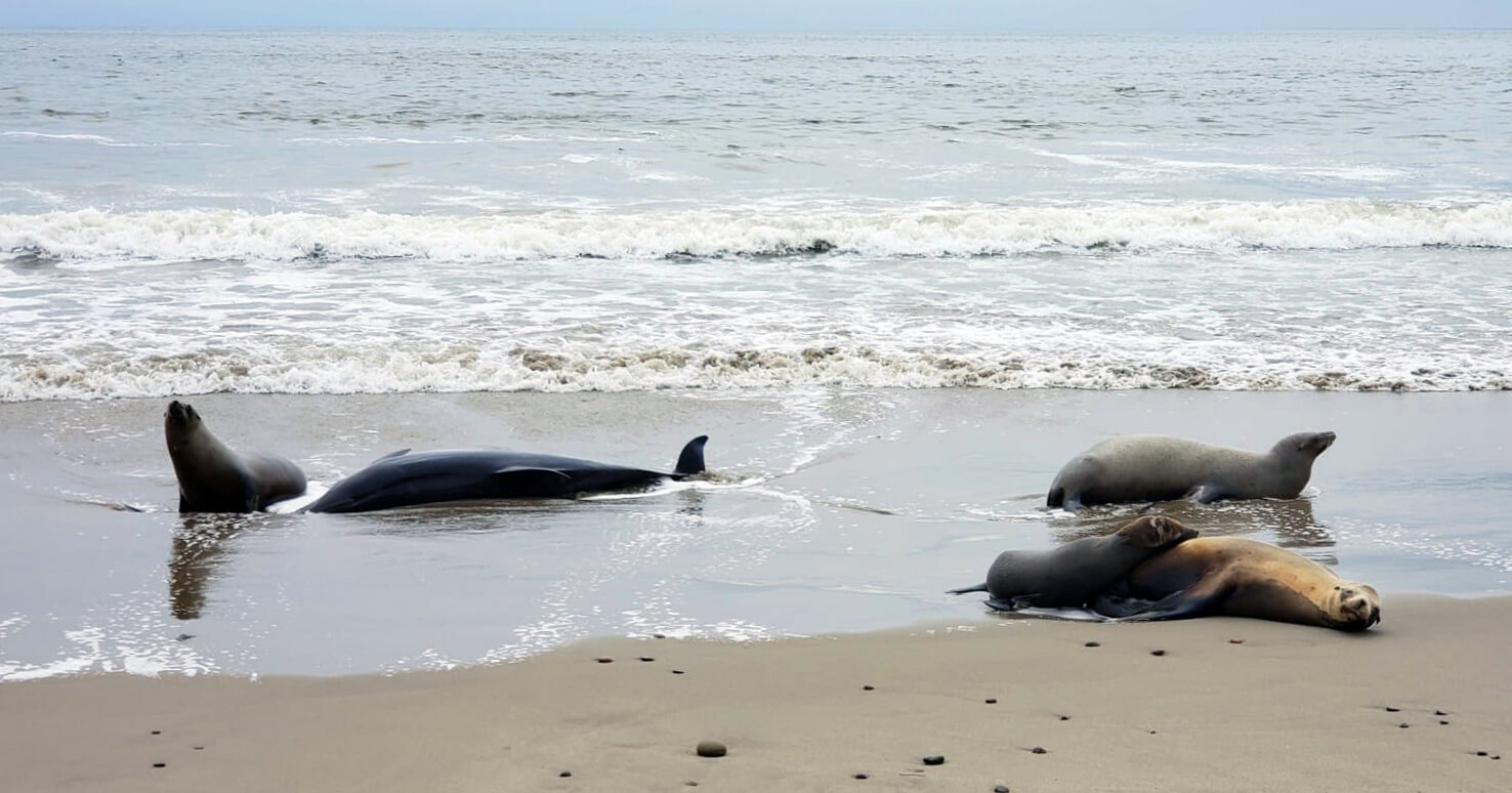 Toxic Algal Bloom Suspected in Dolphin and Sea Lion Deaths in Southern