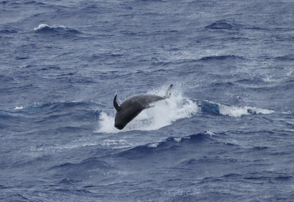 Eavesdropping On The Secret Lives Of Dolphins In New York Harbour