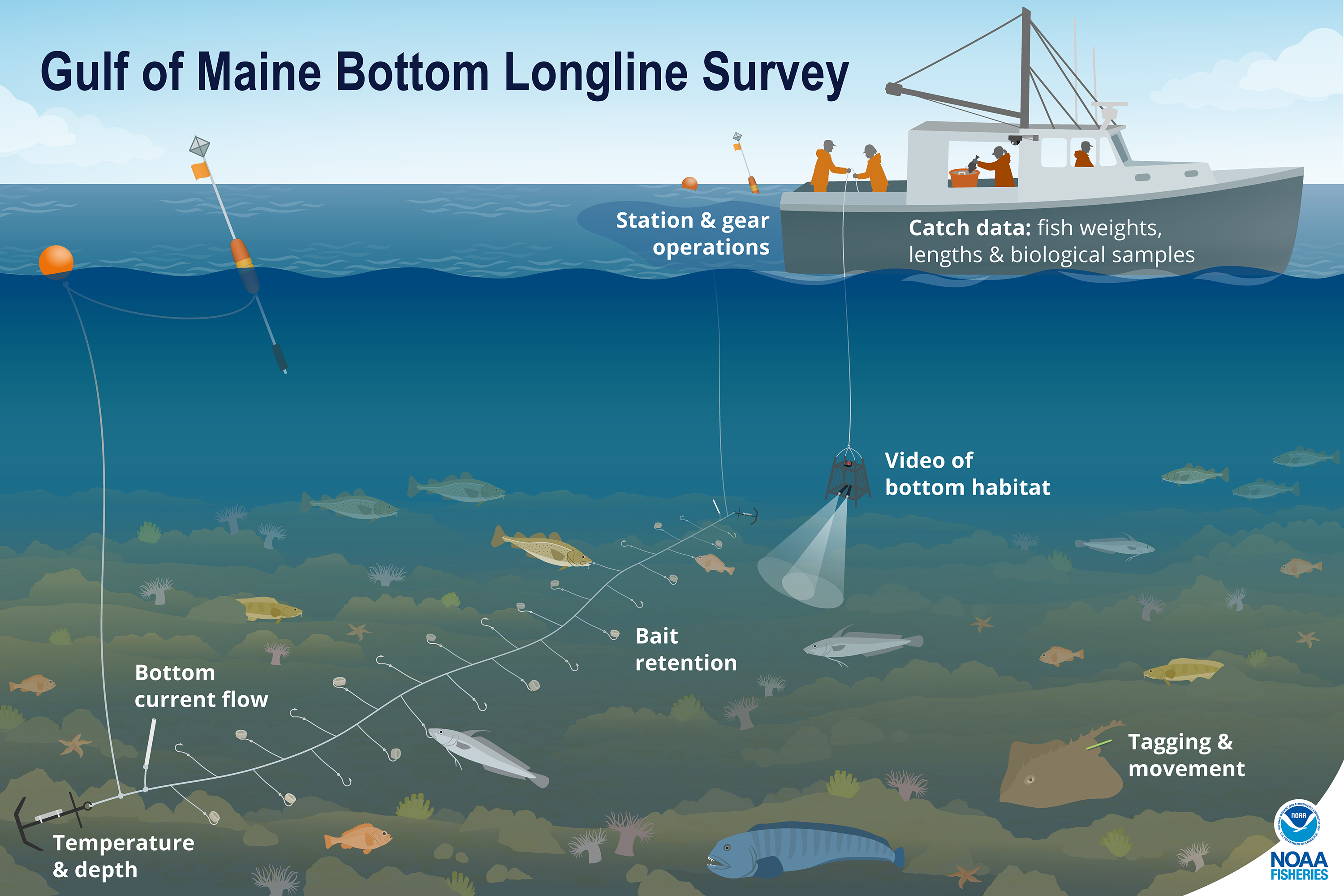 Gulf of Maine Bottom Longline Survey