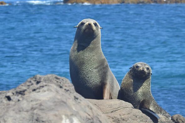 Guadalupe Fur Seals on a rock