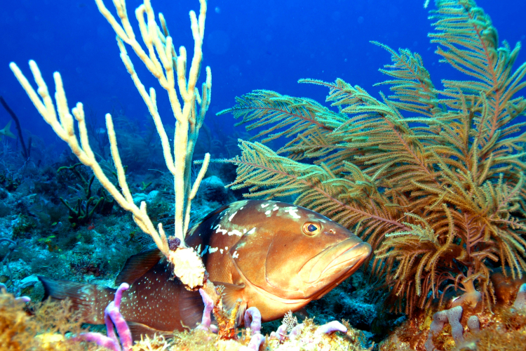 Starfish – Cayman Islands Department of Environment