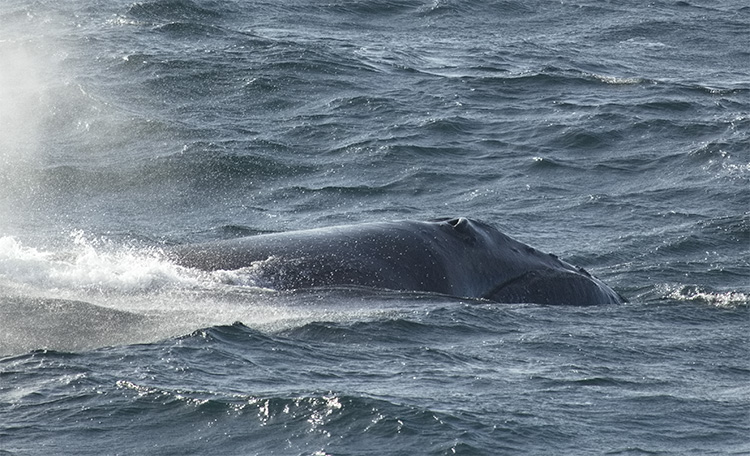 Recent Sightings of Highly Endangered Eastern North Pacific Right ...