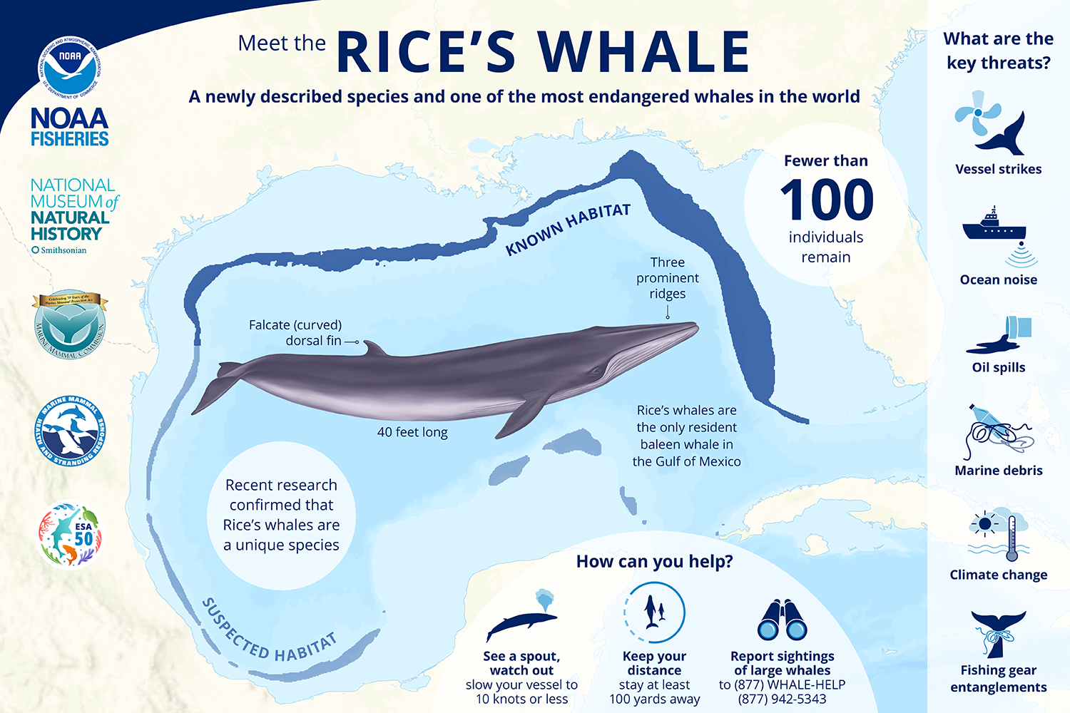 Meet the Rice's Whale | NOAA Fisheries