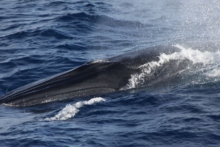 Rice’s Whales Heard in the Western Gulf of Mexico | NOAA Fisheries