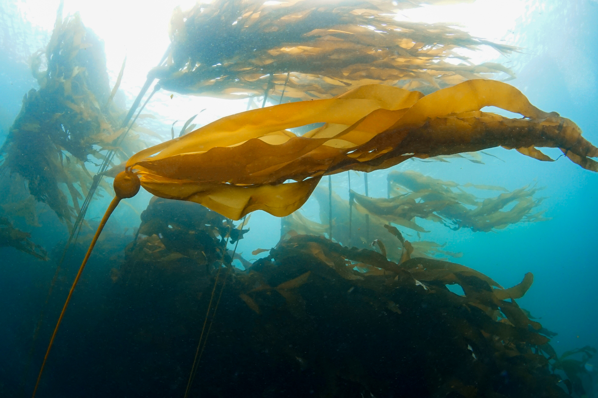 Pioneering Project to Restore Bull Kelp Forests in Greater Farallones ...