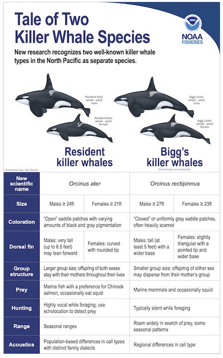 New killer whale species: Bigg's and resident killer whales | NOAA ...