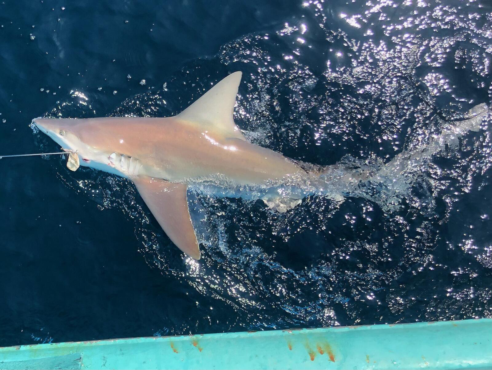 News From The Coastal Shark Bottom Longline Survey | NOAA Fisheries