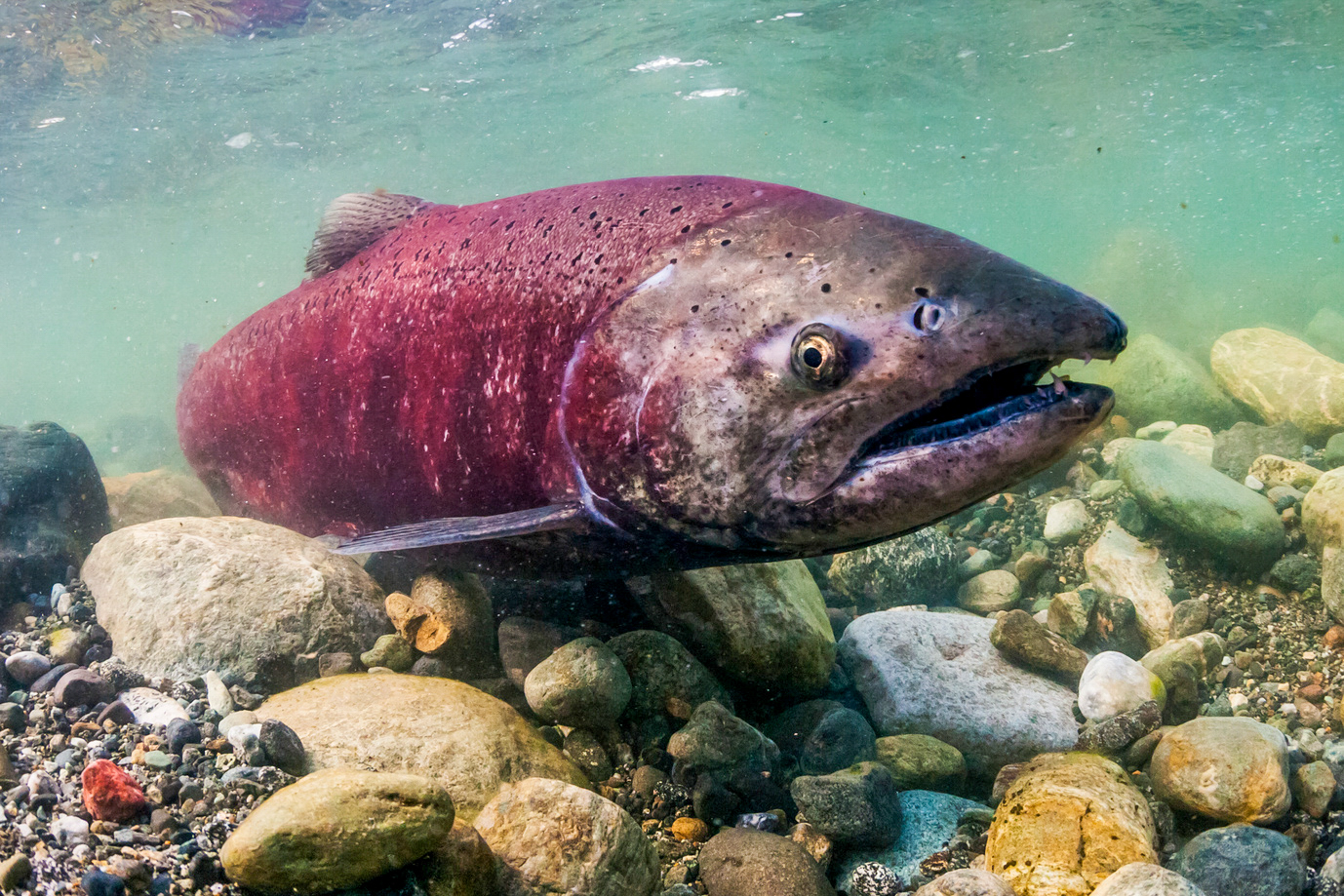 Supporting the Long-Term Survival of Copper River Salmon and Alaska ...