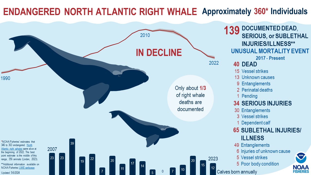 North Atlantic Right Whale | NOAA Fisheries