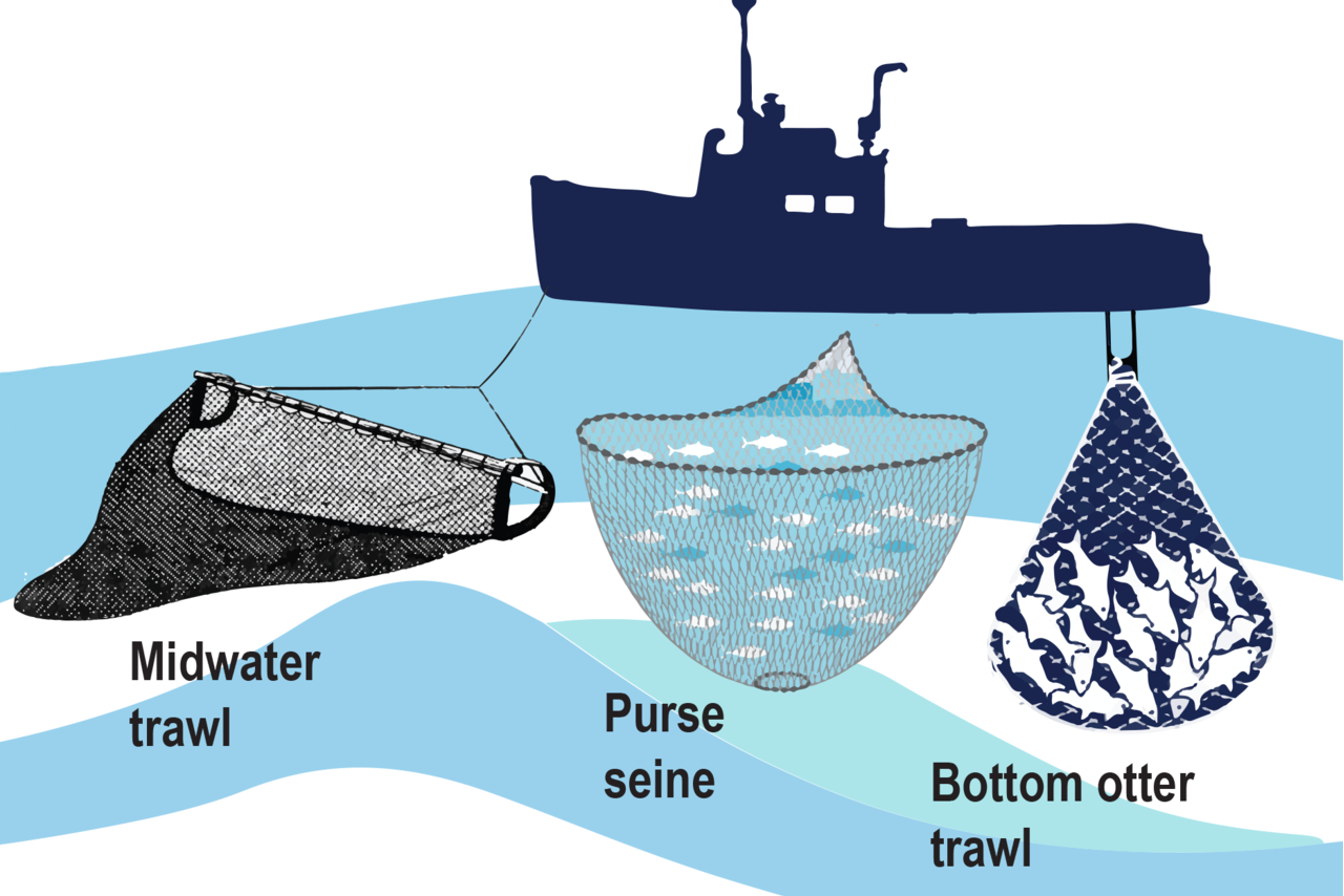 What is Purse Seine Fishing? - YouTube