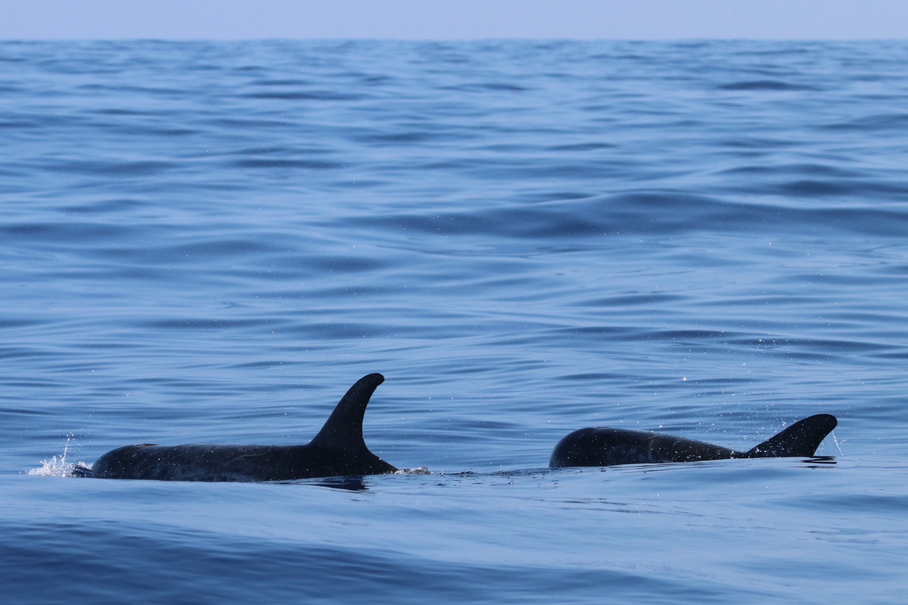 The HICEAS Adventures Continue Two Ships Join Forces to Search for Whales and Dolphins in Hawaiian Waters NOAA Fisheries