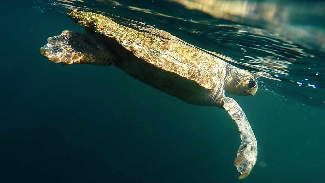 Loggerhead Turtles Record a Passing Hurricane | NOAA Fisheries