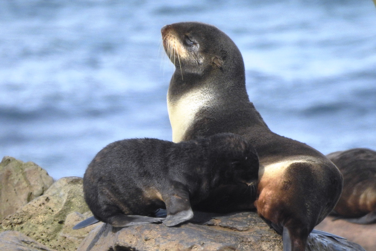 Uncrewed Surface Vehicles Track Marine Mammals On Extended Foraging ...