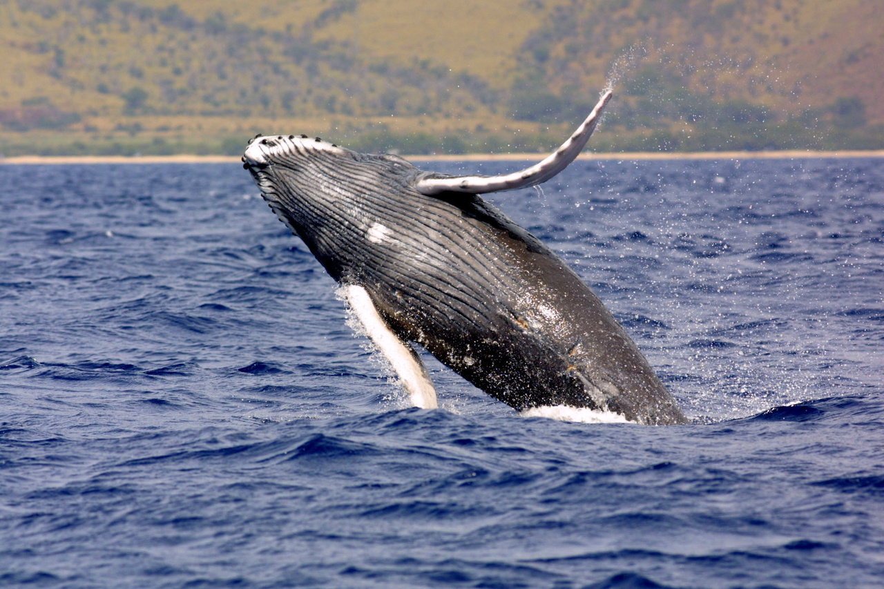 baby humpback whale breaching