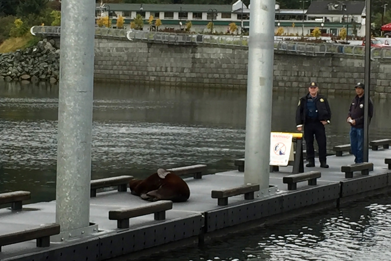 noaa-humanely-hazes-aggressive-california-sea-lion-at-auke-bay-noaa