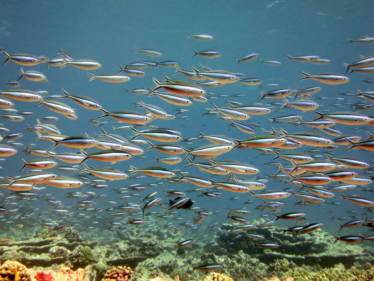 atoll reef fish