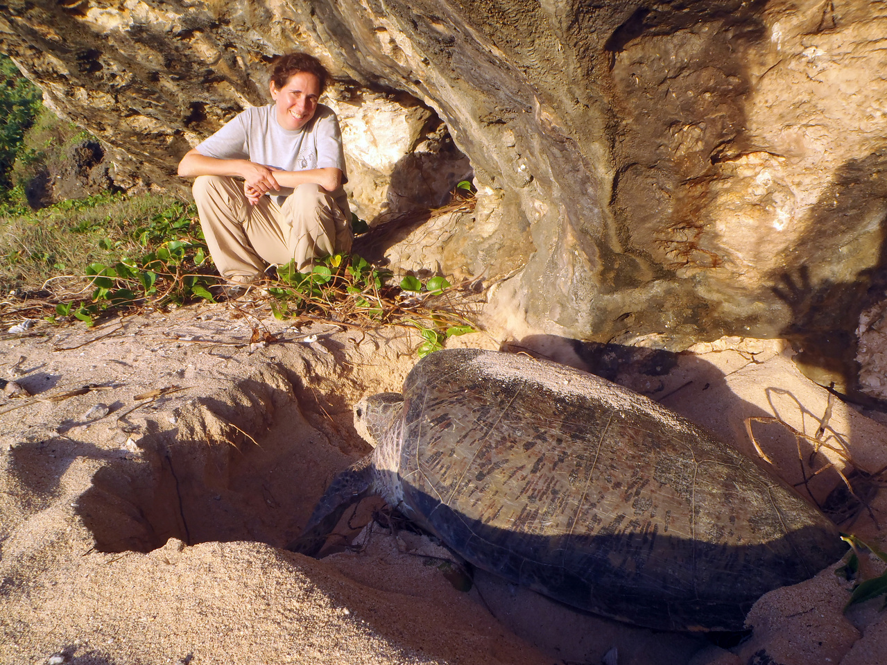 Endangered Green Sea Turtles of the Northern Mariana Islands | NOAA ...