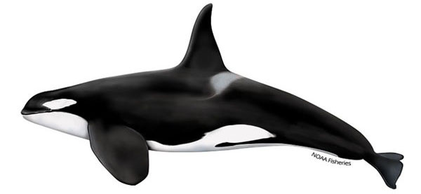 Prey Increase Program for Southern Resident Killer Whales | NOAA Fisheries