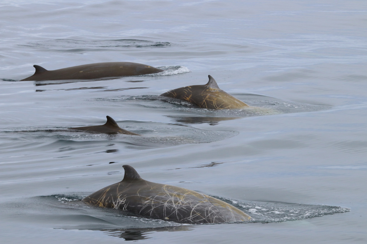 Coastal community alarmed by frequent whale shark strandings in