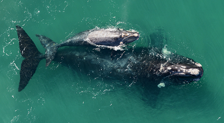 north atlantic right whale baby