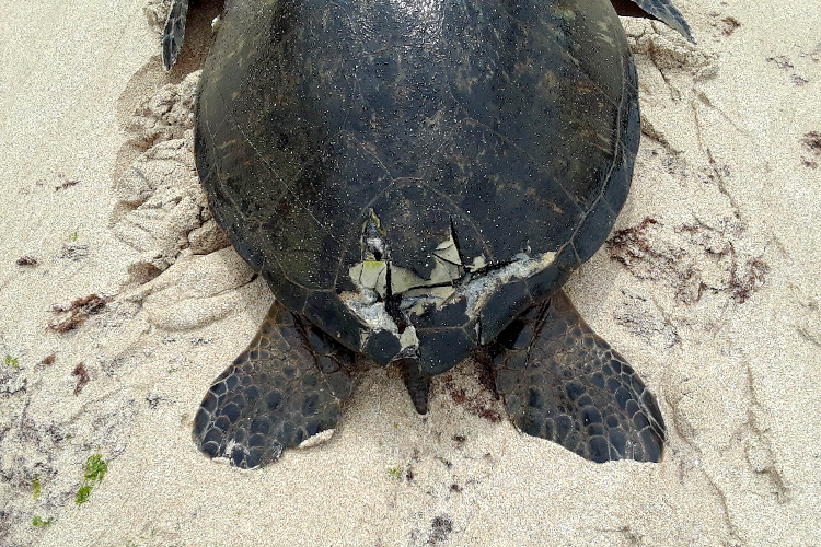 Boaters Encouraged to “Ease Off” on the Throttle to Protect Turtles