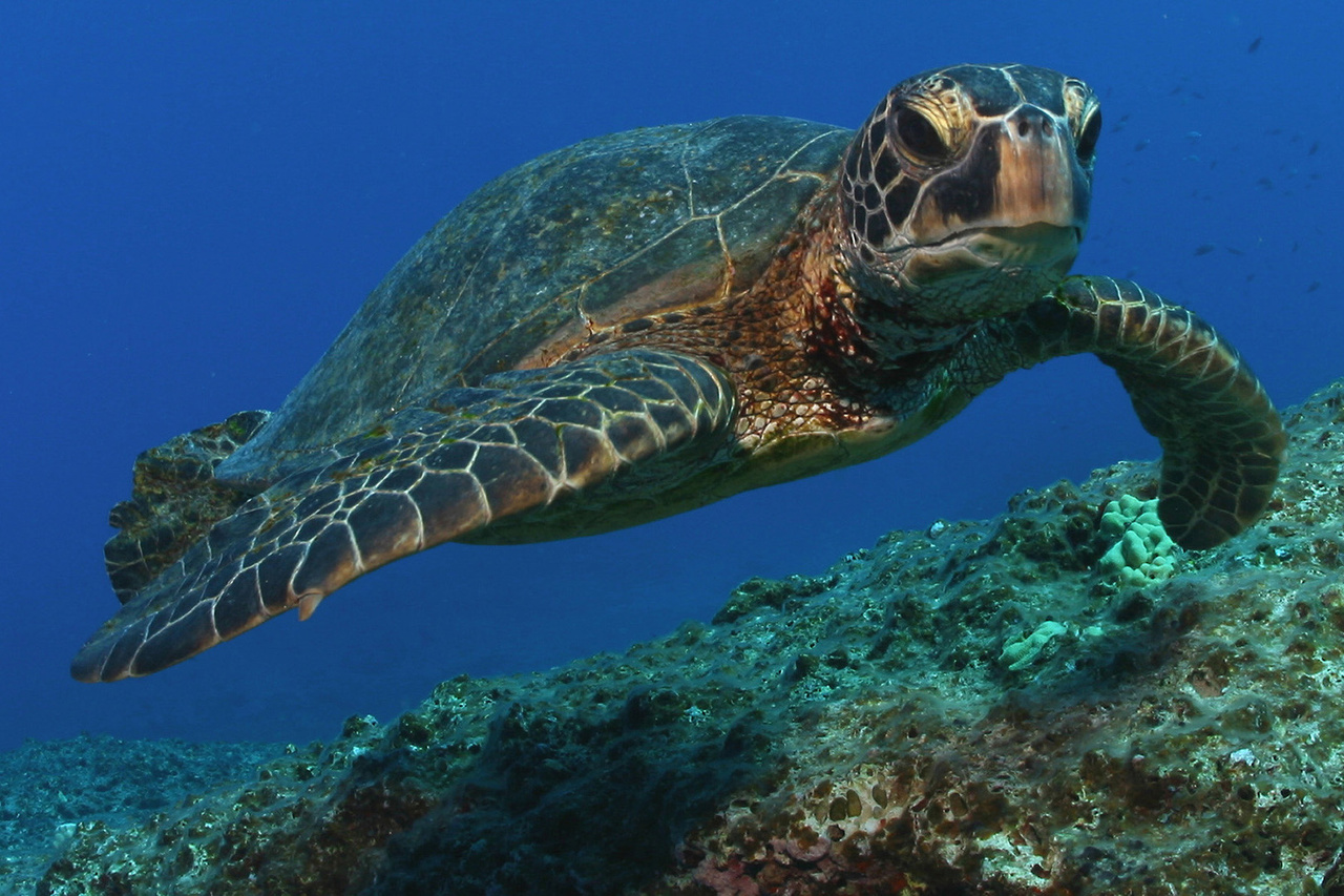 What Can You Do to Save Sea Turtles?