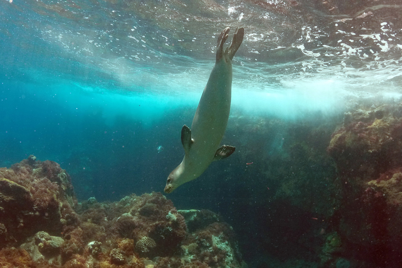 No Free Meals for Hawaiian Monk Seals | NOAA Fisheries