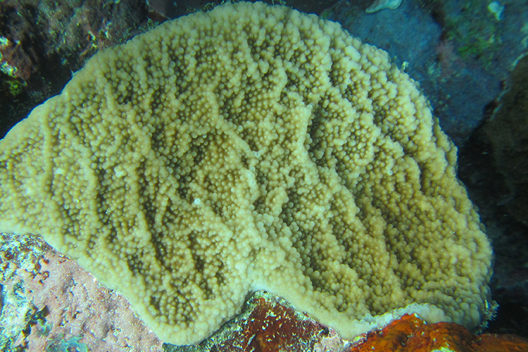 Isopora crateriformis Coral | NOAA Fisheries