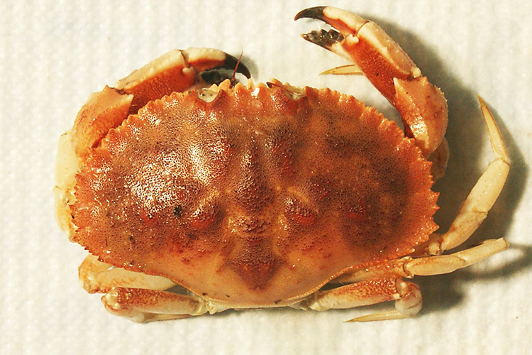 Jonah Crab NOAA Fisheries