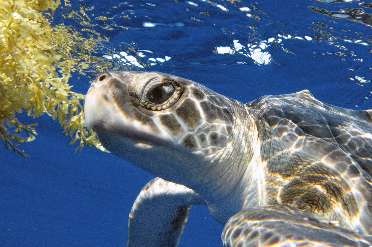 sea turtles habitat