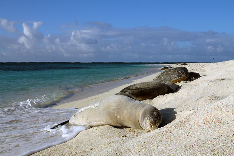 Spotlight on Monk Seals: A Great Step Forward | NOAA Fisheries