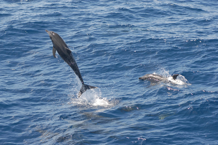 Rough-Toothed Dolphin | NOAA Fisheries