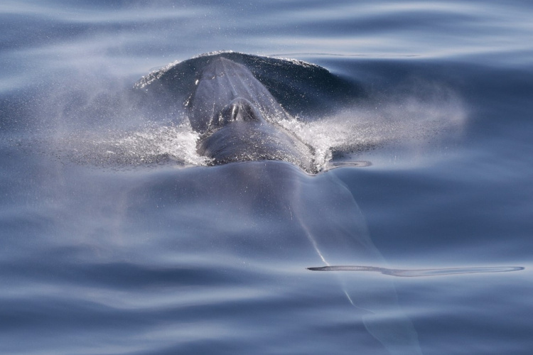 Summer Survey To Study The Trophic Ecology Of Gulf Of Mexico Bryde’s ...