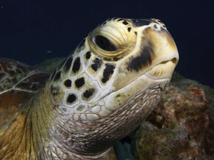 Marine Turtle Genetics Research | NOAA Fisheries