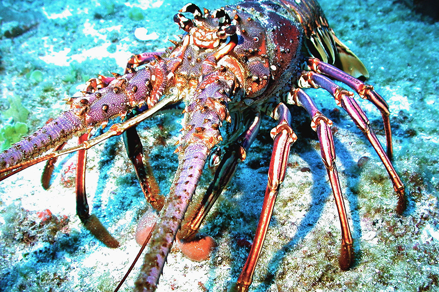 spiny lobster migration
