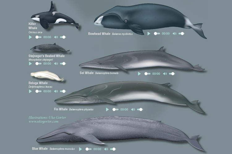 Acoustic Studies Sound Board Of Marine Mammals In Alaska | NOAA Fisheries