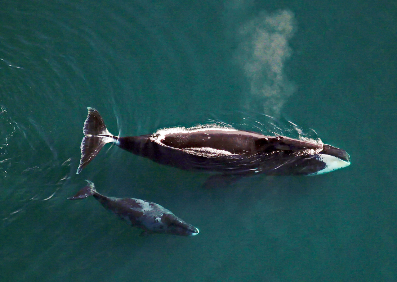 Aerial Surveys of Arctic Marine Mammals | NOAA Fisheries