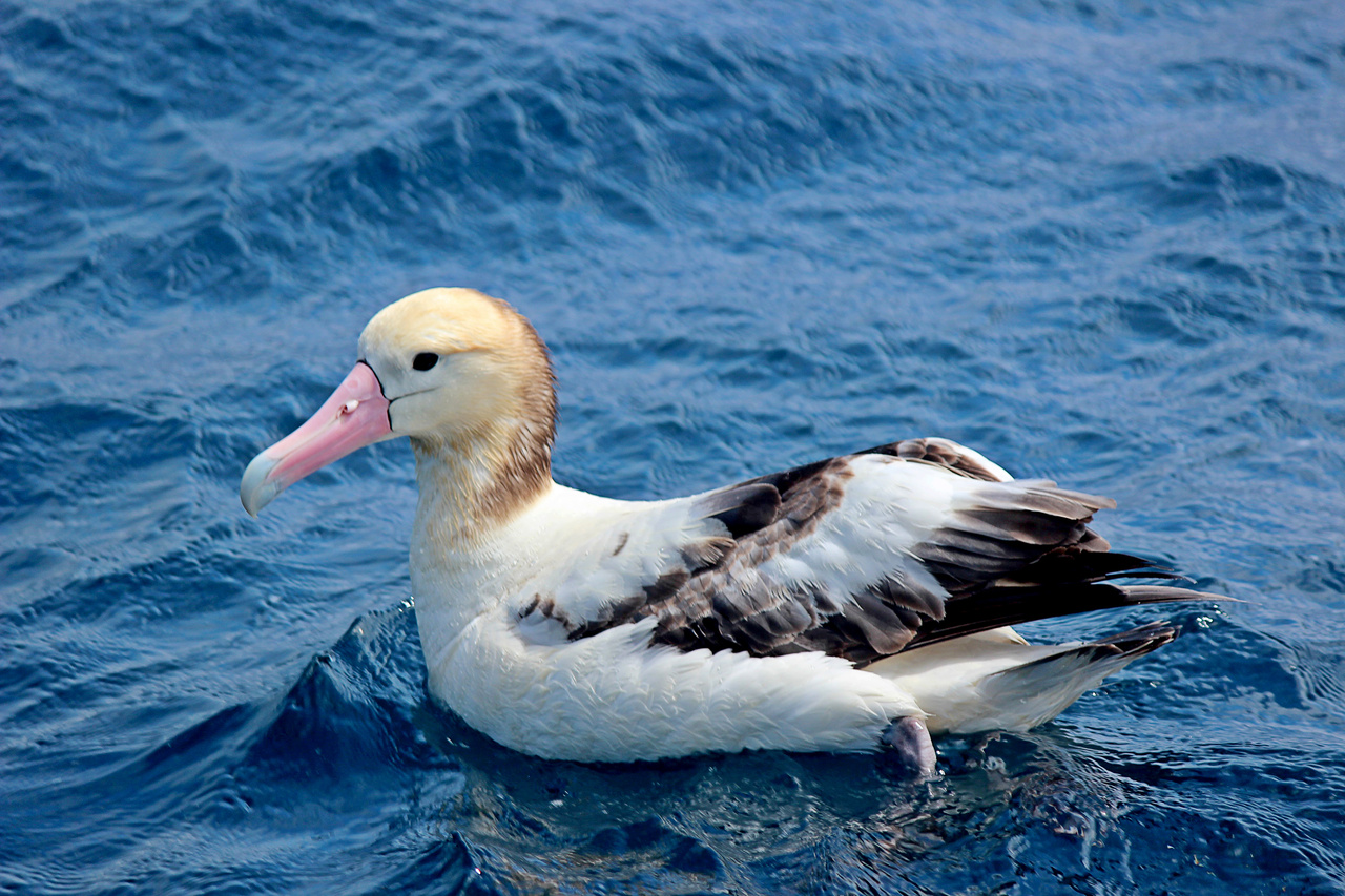 Alaska Longline Survey - Post 5 | NOAA Fisheries