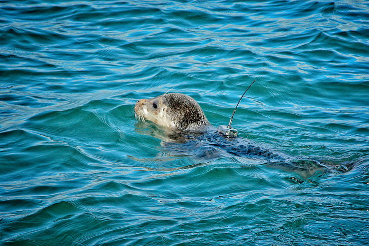 harbor seal swimming