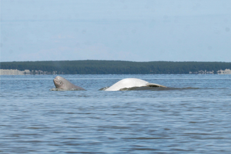 New trending GIF tagged animals whale aquarium beluga…