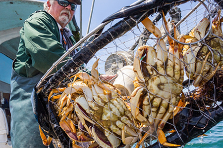 Dungeness Crab Fishing Industry Response To Climate Shock 